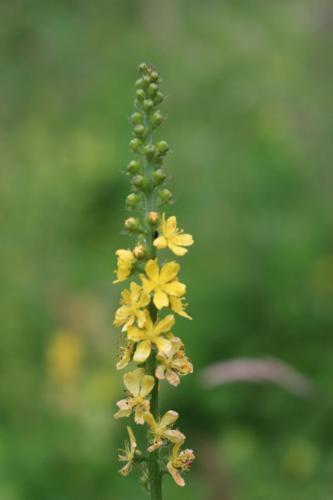 Agrimony 1