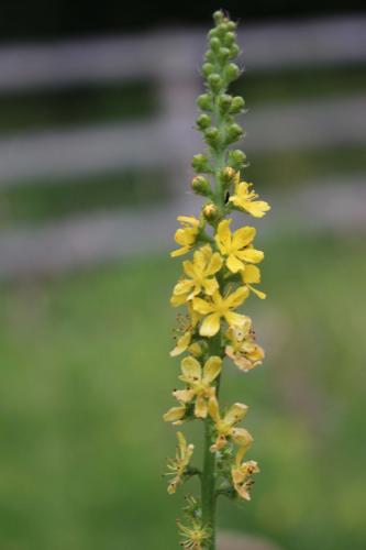 Agrimony 2