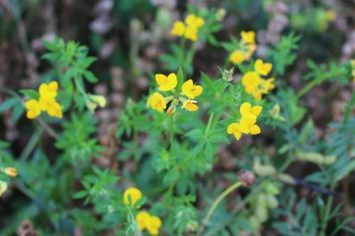 Birds Foot Trefoil