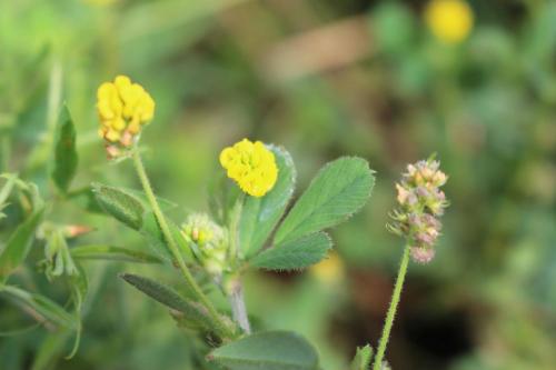 Black Medick