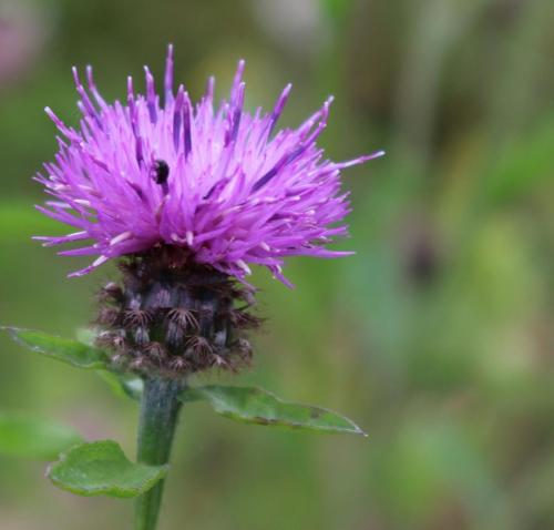 Common Knapweed