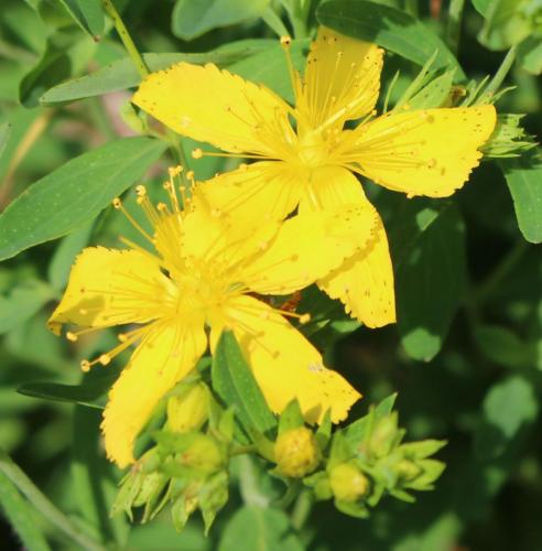 Common St Johns Wort