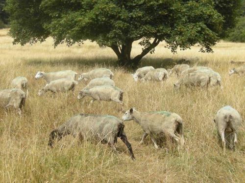 Dorset sheep