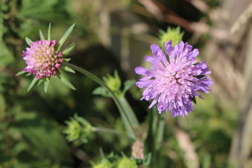 Field Scabious