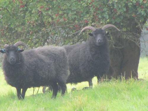 Hebridean sheep