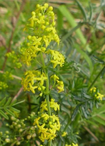 Ladys Bedstraw