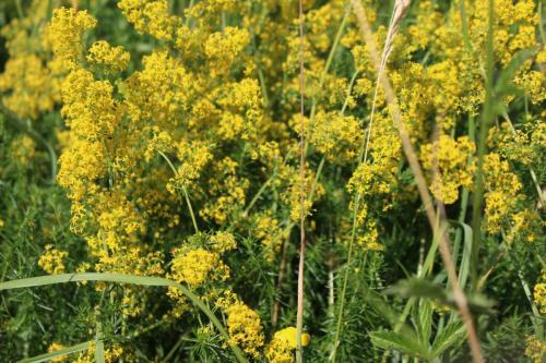 Ladys Bedstraw 1