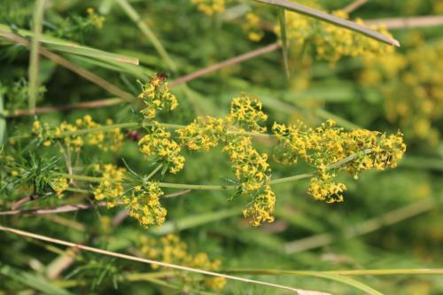 Ladys Bedstraw 2