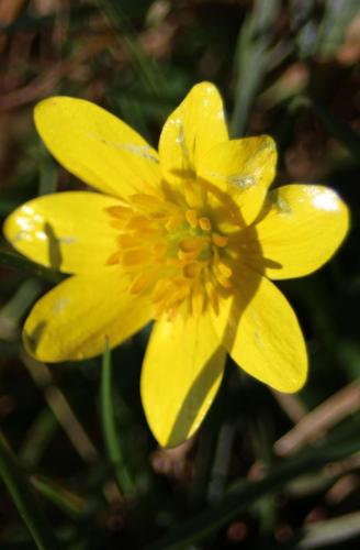 Meadow Buttercup