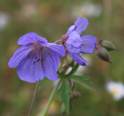 Meadow Cranesbill