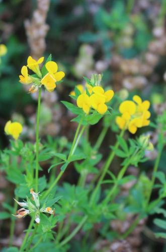 Meadow Vetchling