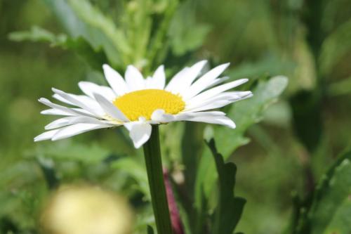 Ox-eye Daisy (1)