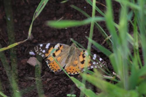 Painted Lady