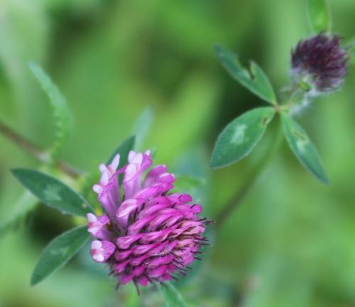 Red Clover