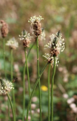 Ribwort Plantain