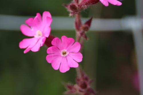 Rose Bay Willow Herb