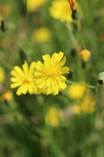 Rough Hawkbit