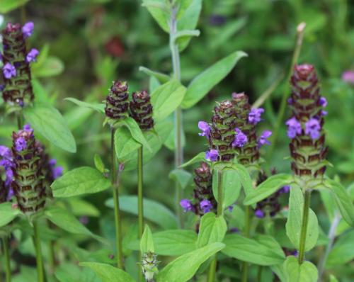 Selfheal