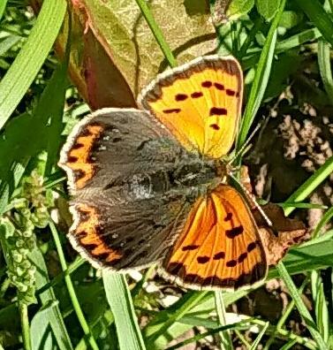 Small Copper