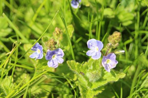 Speedwell