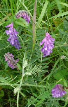 Tufted Vetch