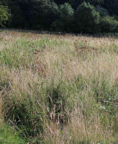 Variety of grasses