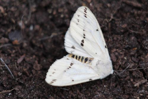 White Ermine moth