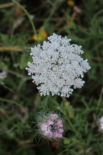 Wild Carrot