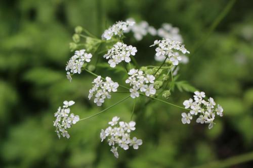 Yarrow