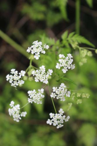 Yarrow (1) (1)