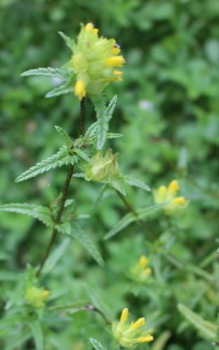 Yellow Rattle