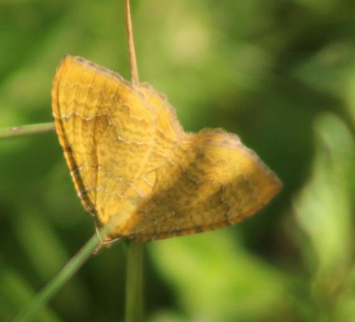 Yellow Shell moth