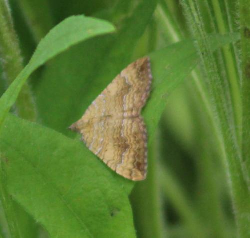 Yellow Shell moth1