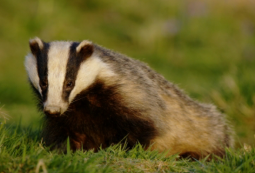 badger