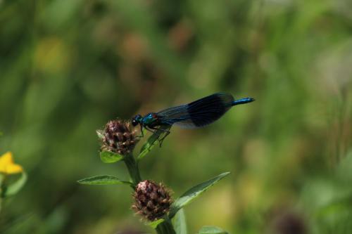 banded demoiselle