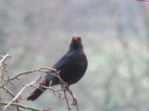 blackbird