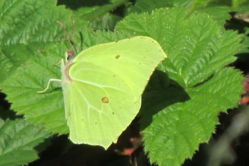 brimstone