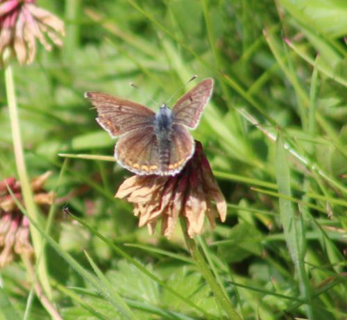 brown argus