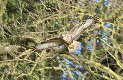 buzzard