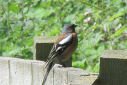 chaffinch