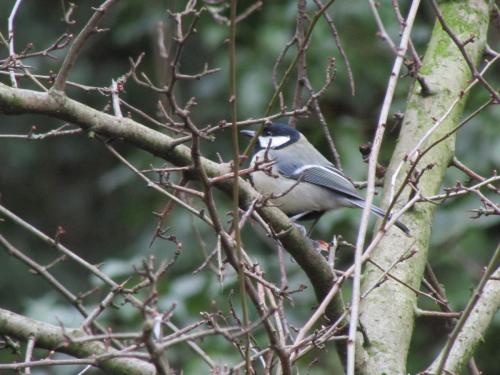 coal tit