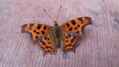 comma