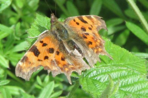 comma1