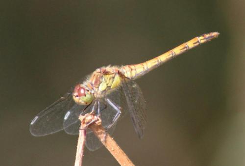 common Darter (female)