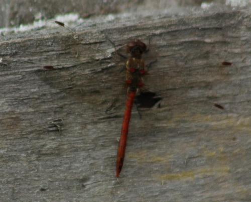 common Darter (male)