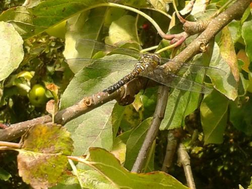 common Hawker