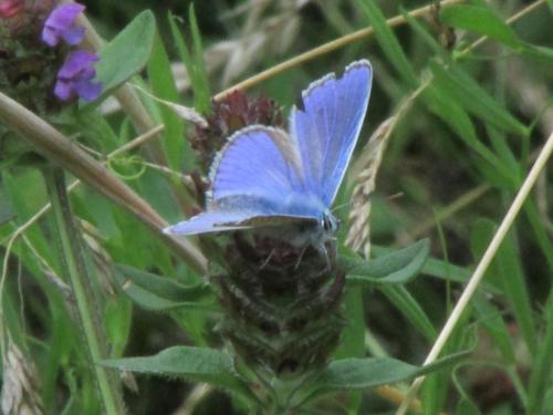 common blue