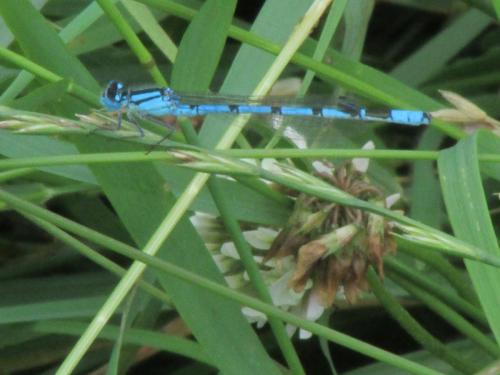 common blue damsefly