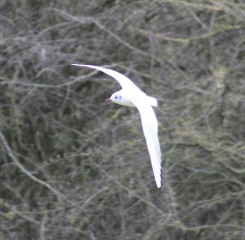 common gull