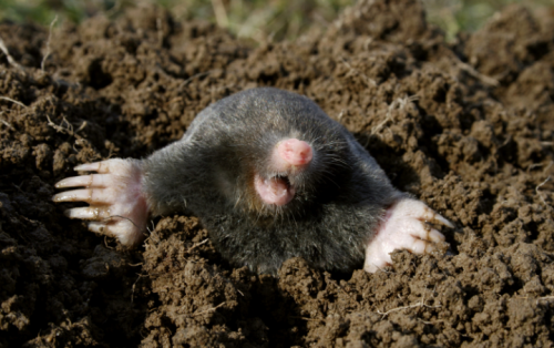 common mole